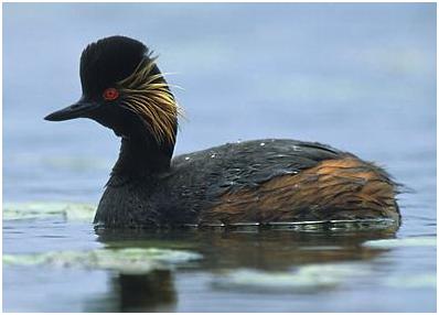 کشیم گردن سیاه  ،‏podiceps nigricollis