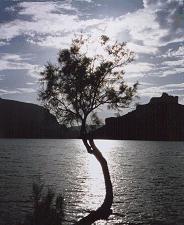 دیوان دل