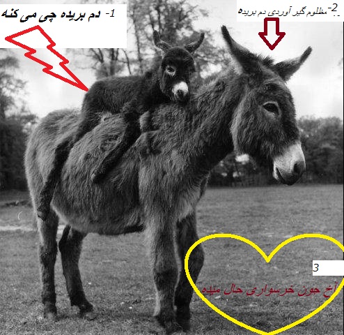 کیف دم بریده
