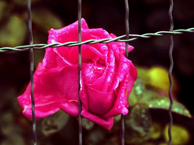 زندگیم تنهام گذاشت - به روز رسانی :  1:0 ع 93/2/14
عنوان آخرین نوشته : روز جهانی ماما