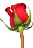 گنجینه مجتمع آموزشی و پژوهشی فارس