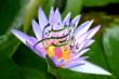 فناوری اطلاعات