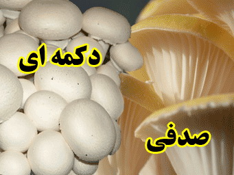 سایت ماه تابان 