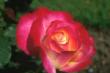 mostafa good