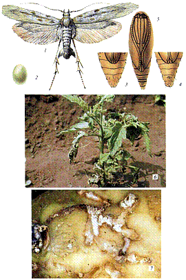 بید سیب زمینی:  Phthorimaea    operculella