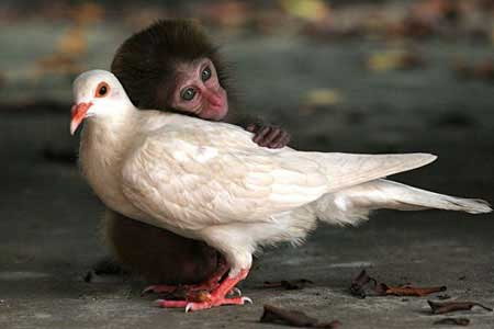 بچه میمون و کبوتر