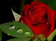 قطره ی شبنم