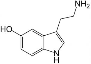 سرتونین ( در افراد عاشق کم می شود تا ایراد های معشوق را نبینید ! )