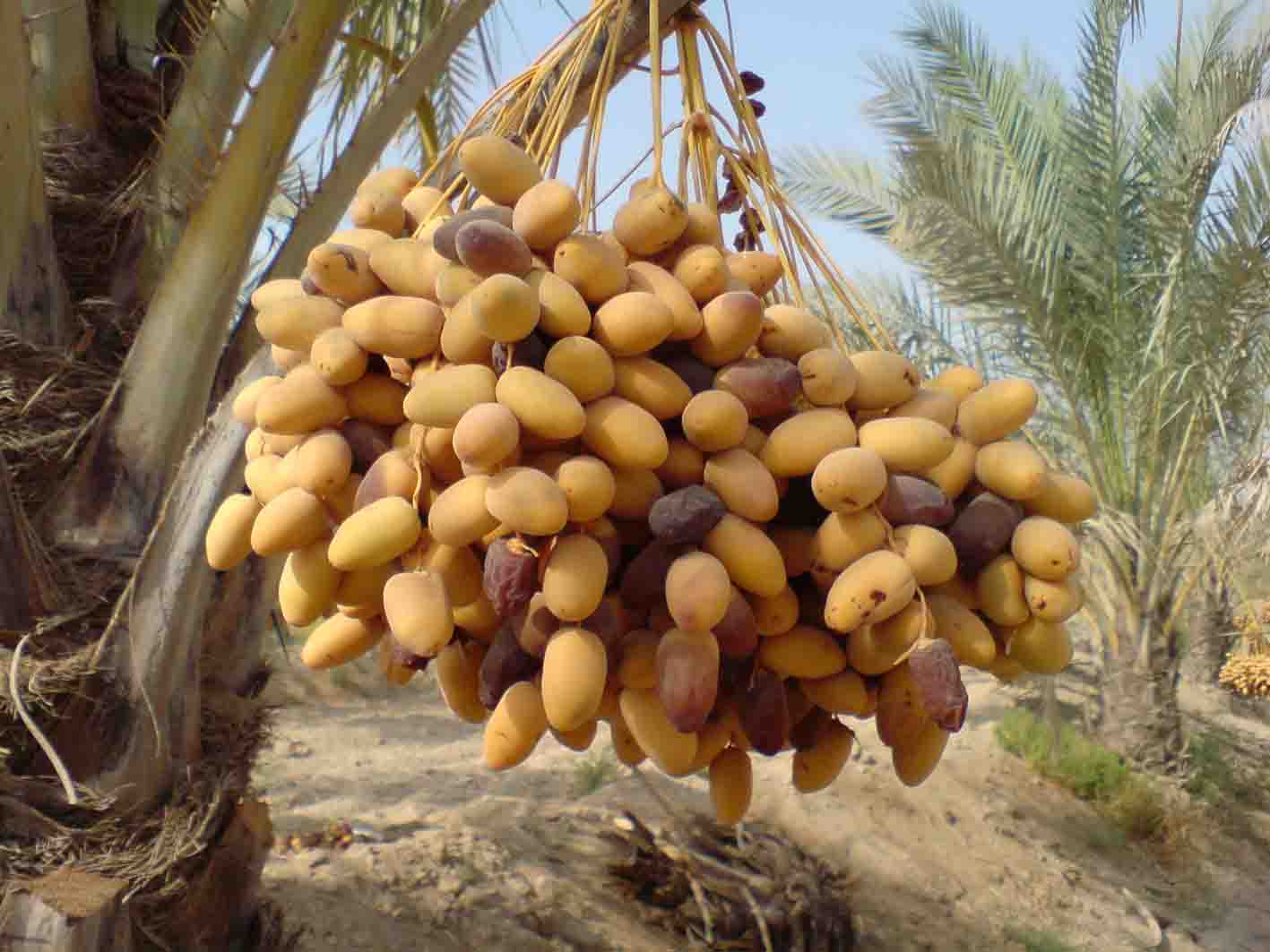 خارک و رطب