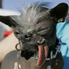 زشت ترین سگ جهان در سال 2007