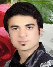 پرستوی مهاجر