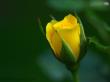 سخنی از گل و گیاه و باغ و باغچه