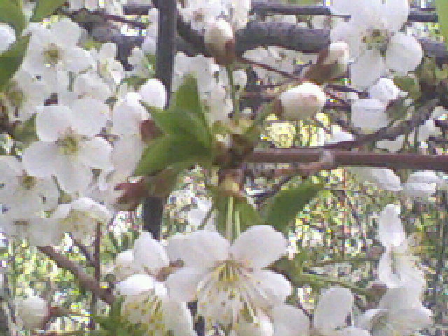 شکوفه های بادام
