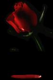 صدای پای ترنم